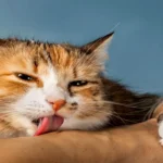 Penelitian Menunjukkan Kalau Kucing Ternyata Suka Mendengarkan Musik