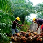 SDM Menjadi Penentu Masa Depan Industri Sawit Indonesia