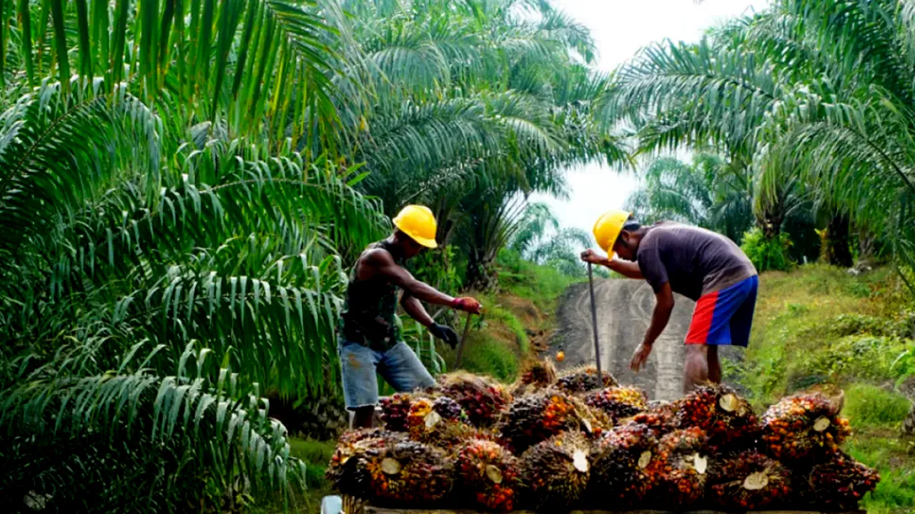 SDM Menjadi Penentu Masa Depan Industri Sawit Indonesia